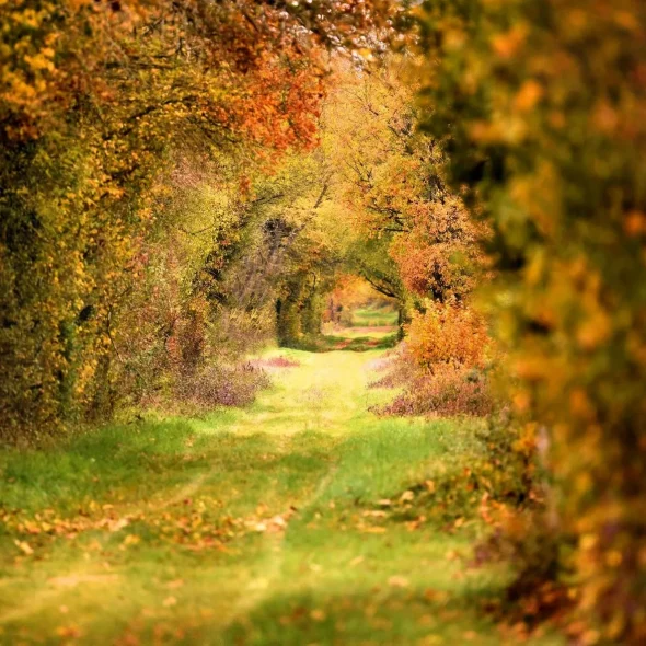 Chemin de randonnée en Puisaye-Forterre à l'automne en Bourgogne