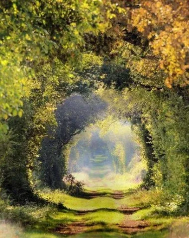 Shaded hiking path surrounded by colorful trees