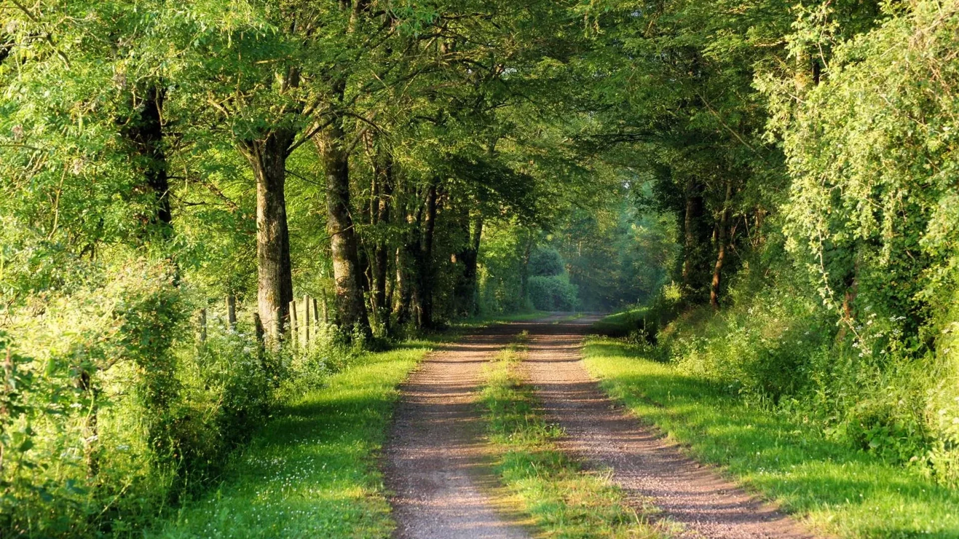 Un chemin idéal pour les amateurs de randonnée pédestre en pleine forêt de Puisaye-Forterre