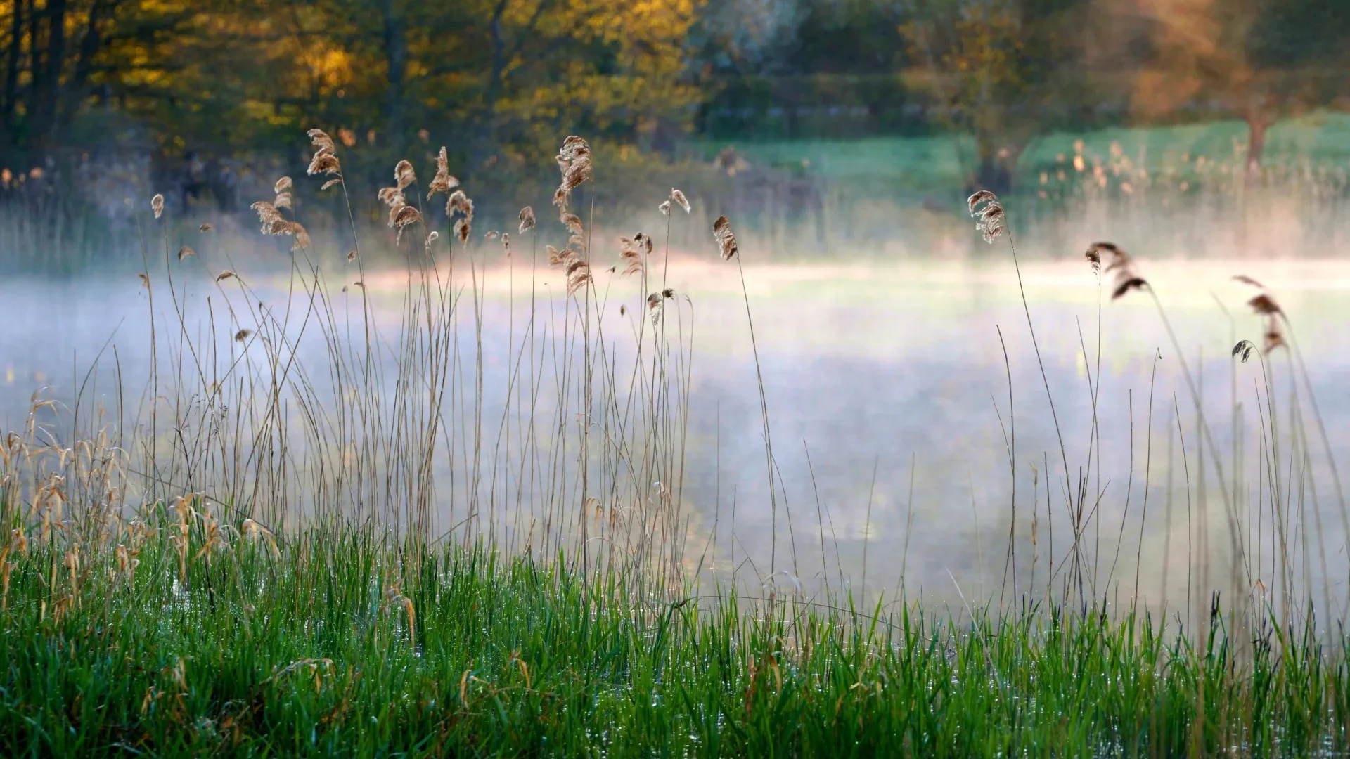 The edge of a pond under the mist