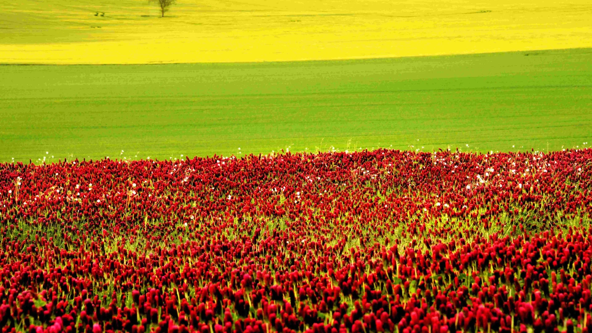 The colorful fields in spring during a walk in Puisaye