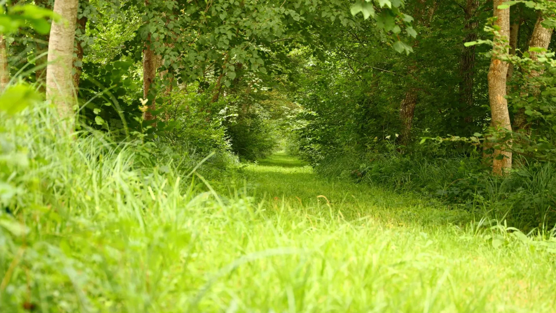 chemin creux verdoyant en Puisaye