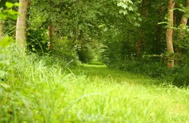 chemin creux verdoyant en Puisaye