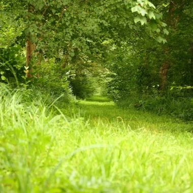 hollow green path in Puisaye