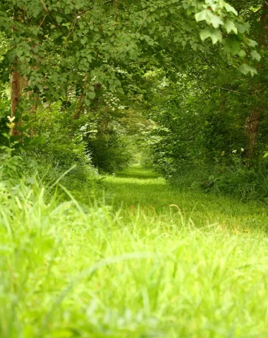 hollow green path in Puisaye