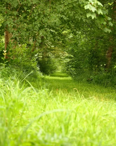 chemin creux verdoyant en Puisaye