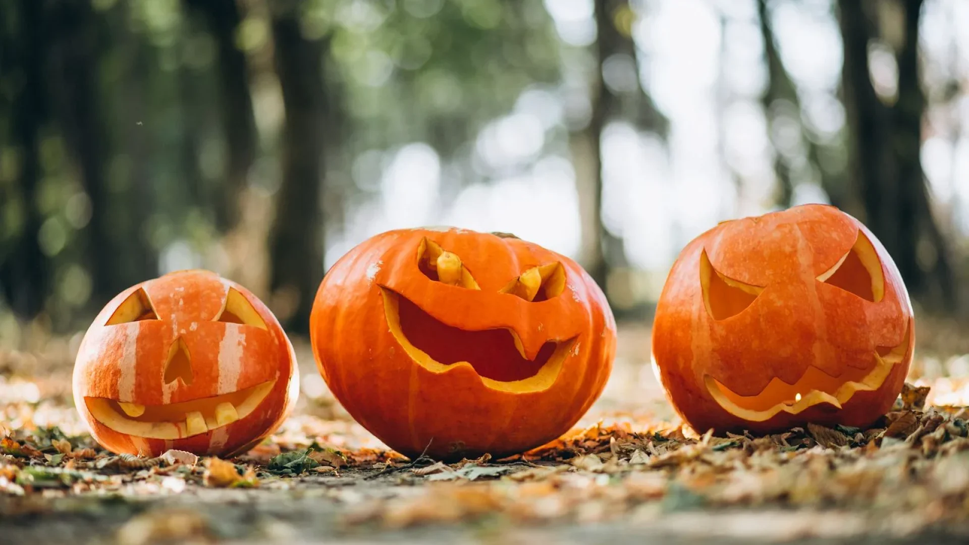 citrouilles d'halloween dans une forêt d'automne