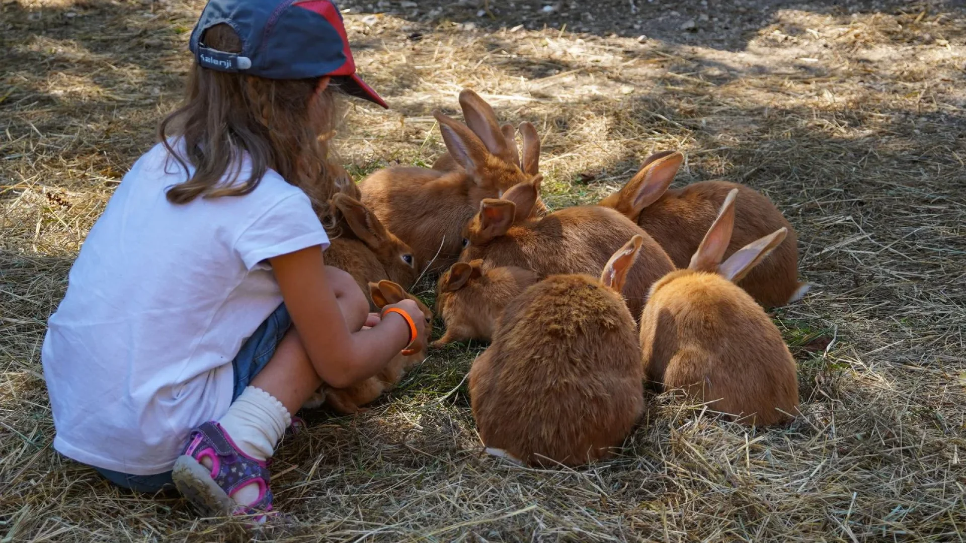 little girl with rabbits at the Moulin de Vanneau