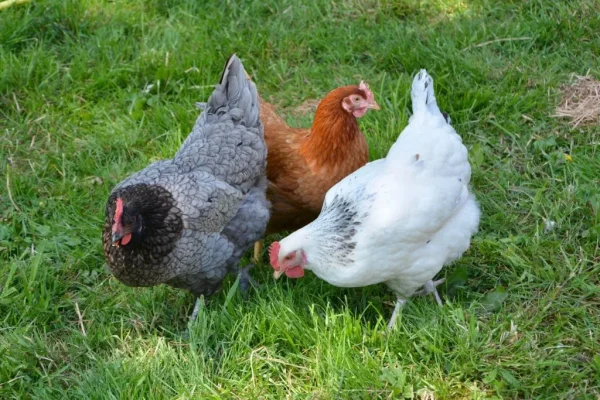 chickens at the Wolf Pyramid