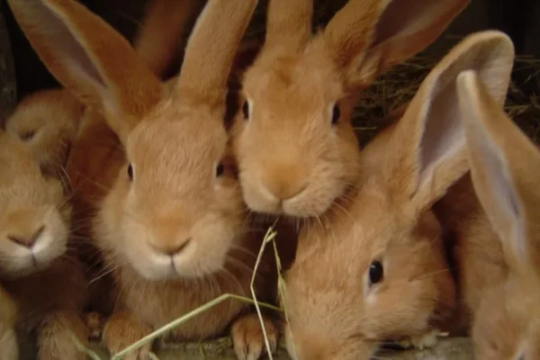 les lapins à la pyramide du loup