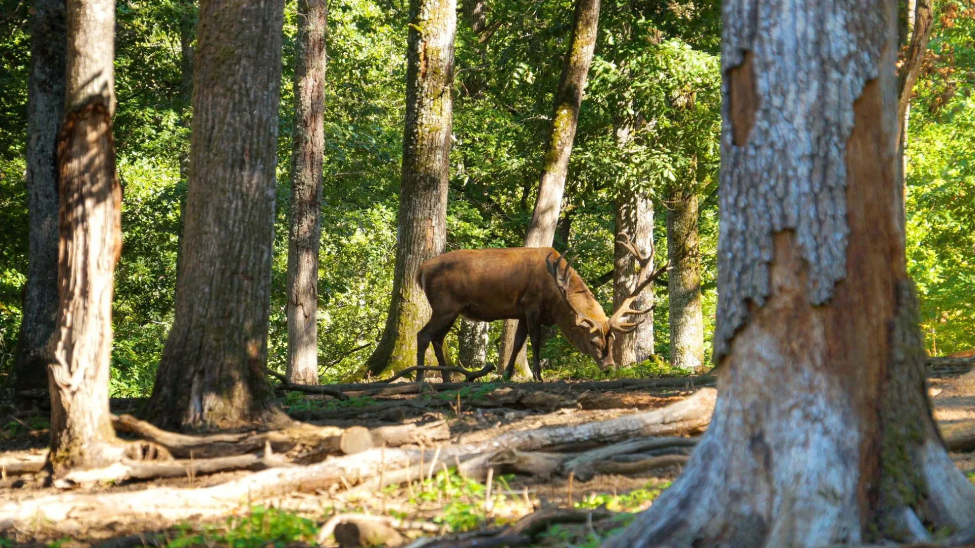 Cerf au Parc Animalier de Boutissaint