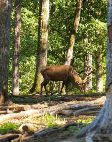 Deer at the Boutissaint Animal Park