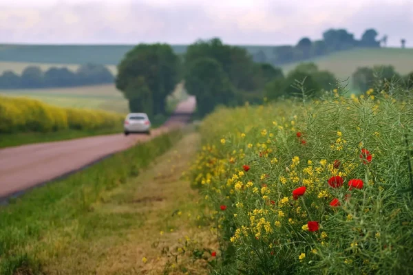 sur les routes de Puisaye dans un paysage printanier