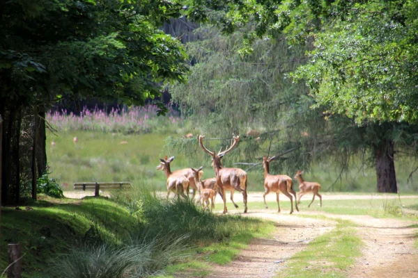 Deer and Deer in Puisaye at Boutissaint Park