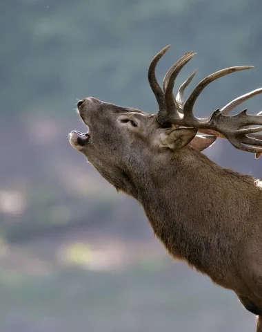 Cerf au Parc Animalier de Boutissaint