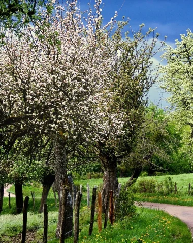 Trees in flower in spring in Puisaye-Forterre