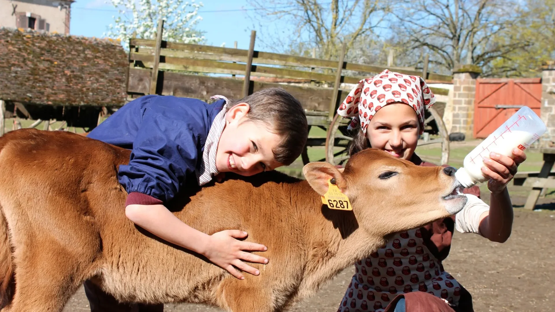 Enfants qui donne le biberon à un veau à la Ferme du château de Saint-Fargeau