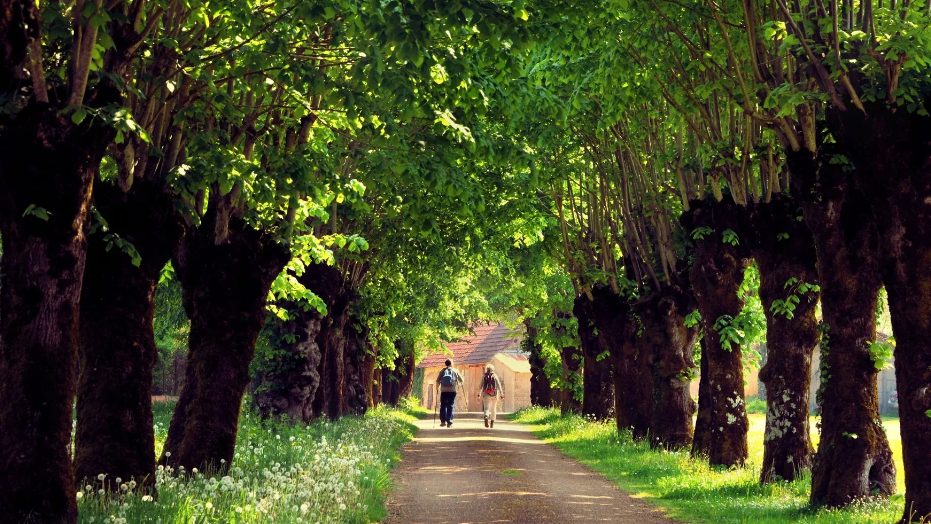 Hikers on a shaded path in Perreuse