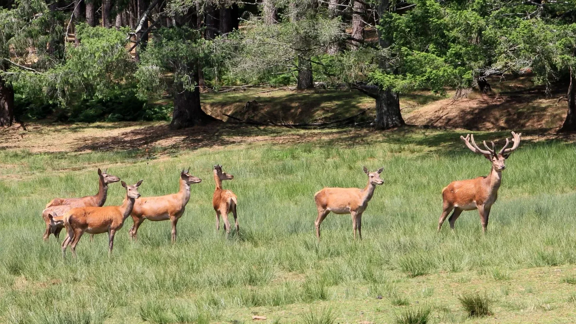 Biches et Cerf au Parc de Boutissaint en Puisaye