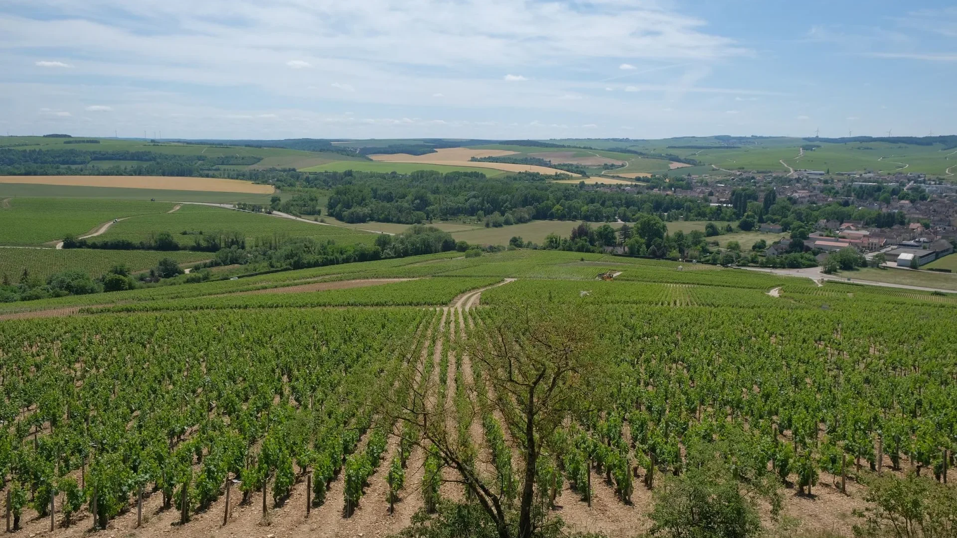 The wine-growing landscapes around the village of Chablis