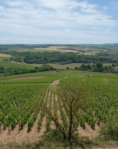 The wine-growing landscapes around the village of Chablis