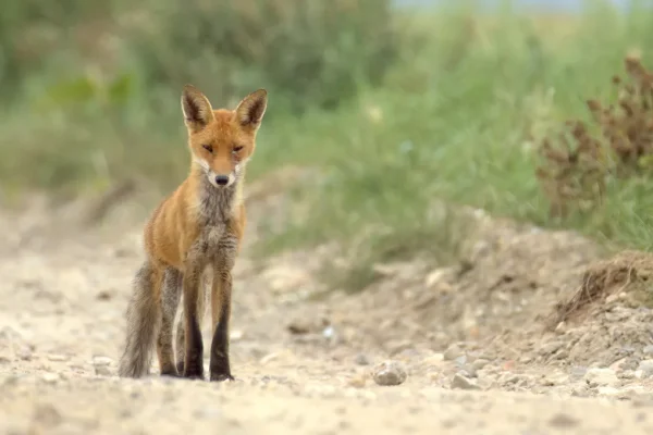 Renard à la Pyramide du Loup