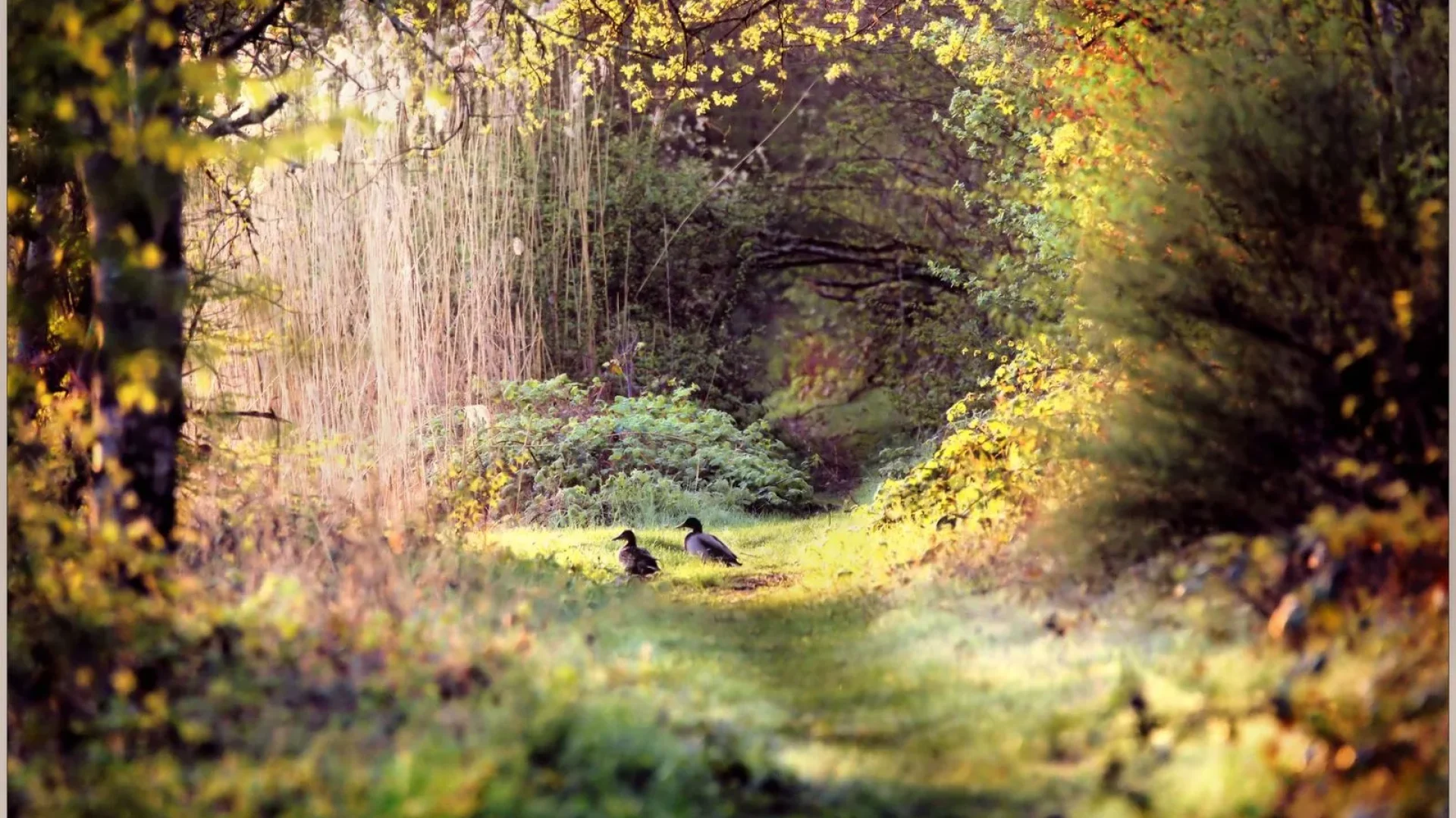 Paysage de Printemps en Puisaye-Forterre